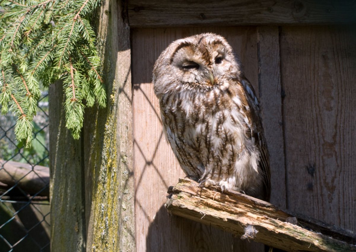 Tier- und Märchenzoo Bichlbach